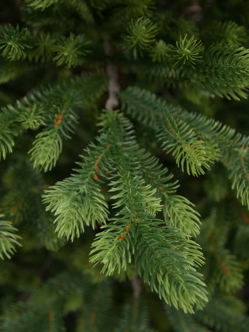 Ель Городская, 100% литая хвоя, 230 см., Black Box (74544)