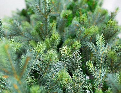 Интерьерная искусственная елка Сказочная Премиум 5,5 м., ствольная, Литая хвоя+ПВХ, Green Trees (GT5,5SK)