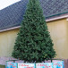 Искусственная сосна Афина PREMIUM 3.5 м., ствольная, уличная, ПВХ. ЕлкиТорг  (59350)
