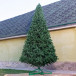 Искусственная сосна Афина PREMIUM 3.5 м., ствольная, уличная, ПВХ. ЕлкиТорг  (59350)