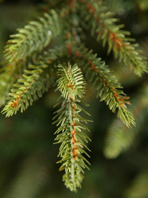 Искусственная ель Королевская премиум 185 см., 100% Литая хвоя, Triumph Tree (73203)