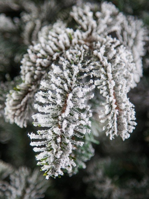 Ель Стильная заснеженная 260 см., литая хвоя+пвх, Black Box (74122)