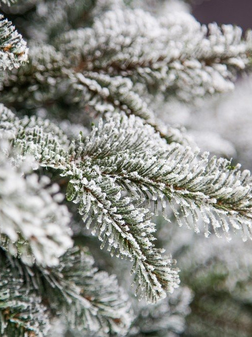 Ель Стильная заснеженная 260 см., литая хвоя+пвх, Black Box (74122)