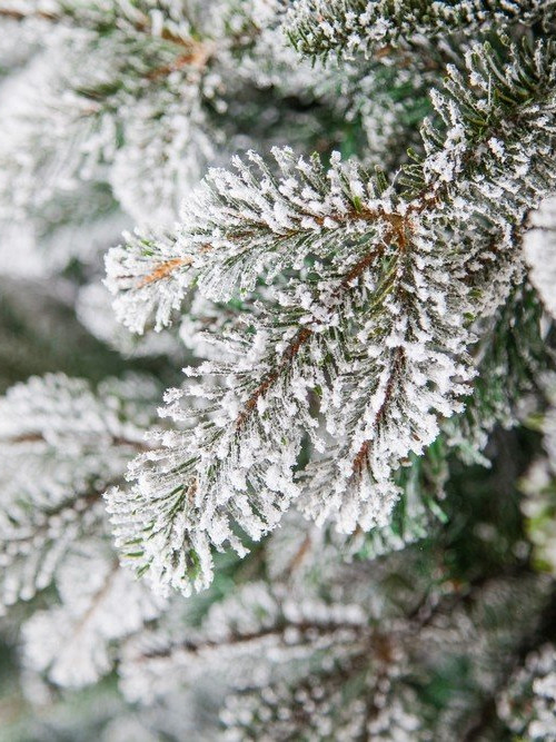 Ель Стильная заснеженная 260 см., литая хвоя+пвх, Black Box (74122)