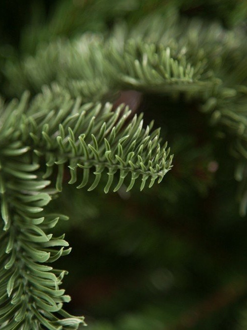 Елка Нормандия стройная 260 см., литая хвоя+пвх, Triumph Tree (73656)