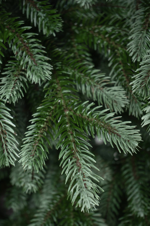 Искусственная елка Архангельская 120 см., 100% литая хвоя, ЕлкиТорг (191120)