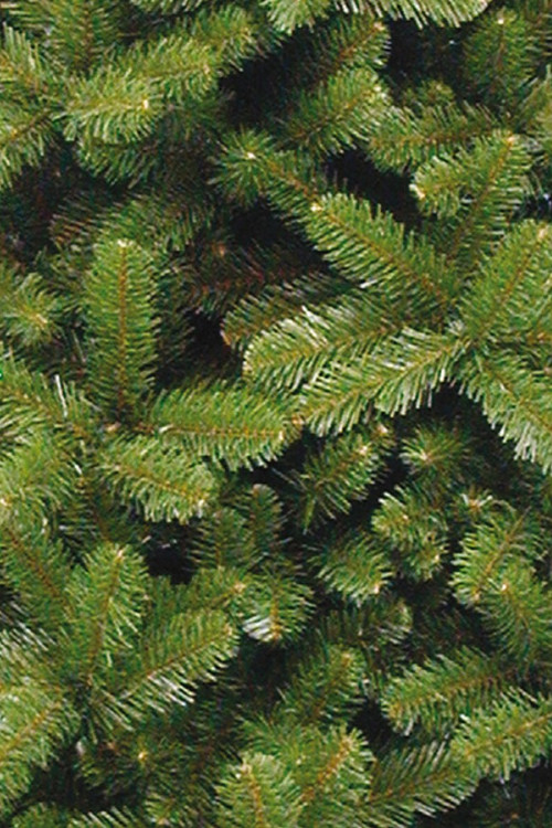 Елка Скандия 425 см., интерьерная, мягкая хвоя, Triumph Tree (73820)