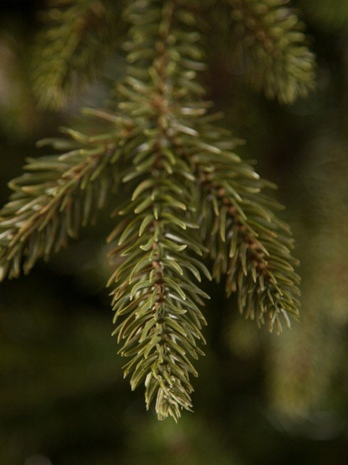 Искусственная ель Ирландская 305 см., литая хвоя+пвх, Black Box (74391) в Санкт-Петербурге