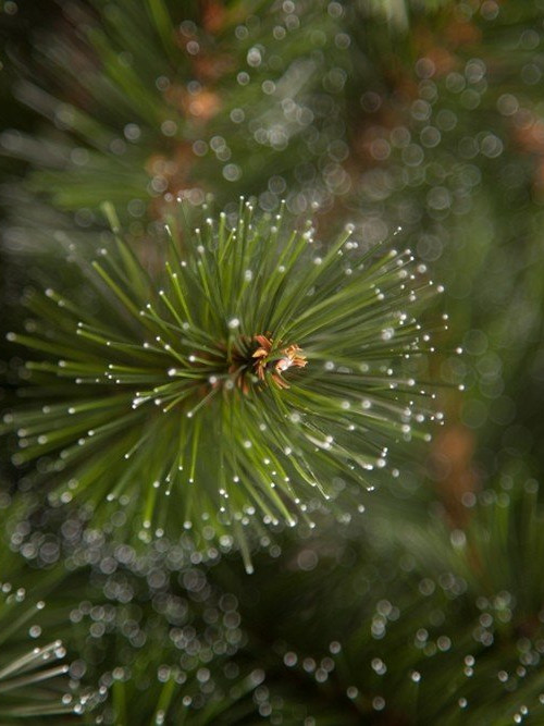 Елка Пихта Прелестная 185 см., леска+пвх, Triumph Tree (73362)