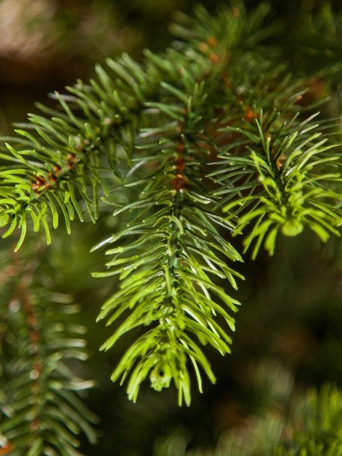 Ель Раскидистая 305 см., литая хвоя+пвх, Black Box (74336) в Санкт-Петербурге