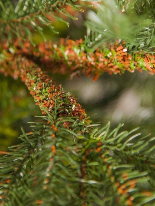 Ель Раскидистая 305 см., литая хвоя+пвх, Black Box (74336) в Санкт-Петербурге