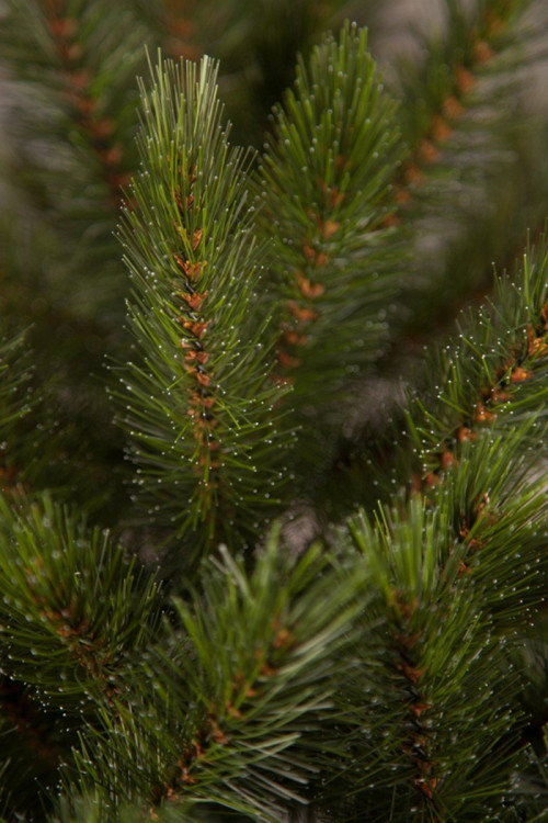 Елка Пихта Прелестная 305 см., леска+пвх, интерьерная, Triumph Tree (73071)