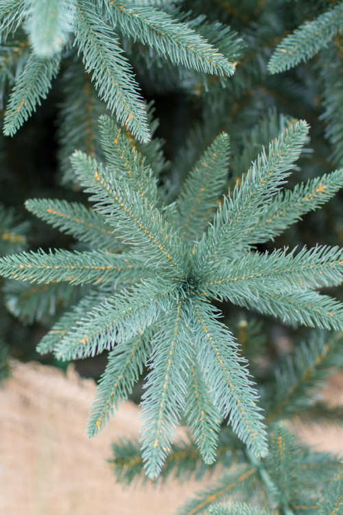 Интерьерная искусственная елка Европейская Премиум 5 м., ствольная, Литая хвоя+ПВХ, Green Trees (GT5,5EVR)