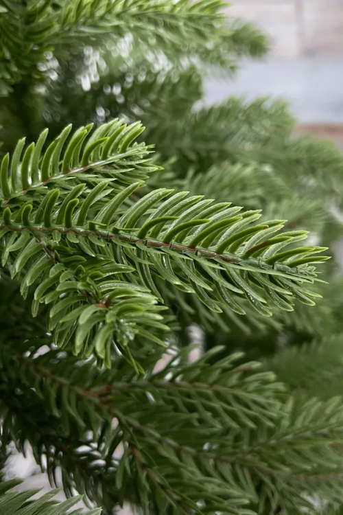 Ель Купеческая, 100% литая хвоя, 230 см., Black Box (74578)