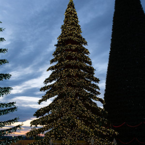 Уличная светодинамическая елка Таежная Премиум зеленая 13 м., ствольная, ПВХ, Green Trees (GT13TAPVCLED)