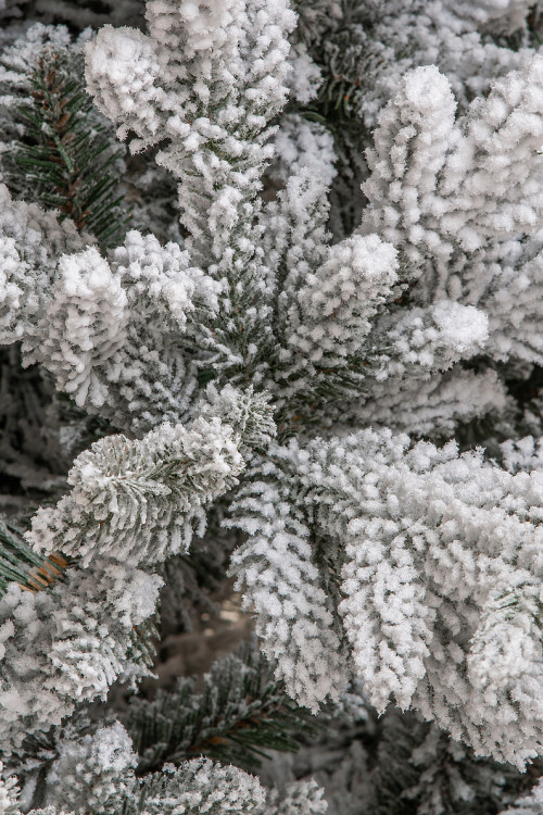 Искусственная елка Имперская заснеженная 240 см., литая хвоя+пвх, ЕлкиТорг (145240)