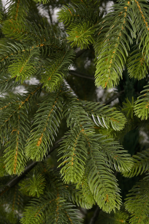 Ель искусственная  Богородская 110 см., 100 % литая хвоя, ЕлкиТорг (218110)