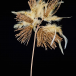 Ветвь Воздушное золото-одуванчик 71 см., Christmas DeLuxe (88912) в Санкт-Петербурге