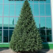 Интерьерная искусственная елка Финская Премиум 3 м., ствольная, Литая хвоя+ПВХ, Green Trees (GT3FIN)