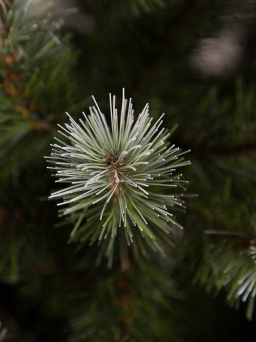 Ель Женева заснеженная 155 см., леска, Triumph Tree (73996)