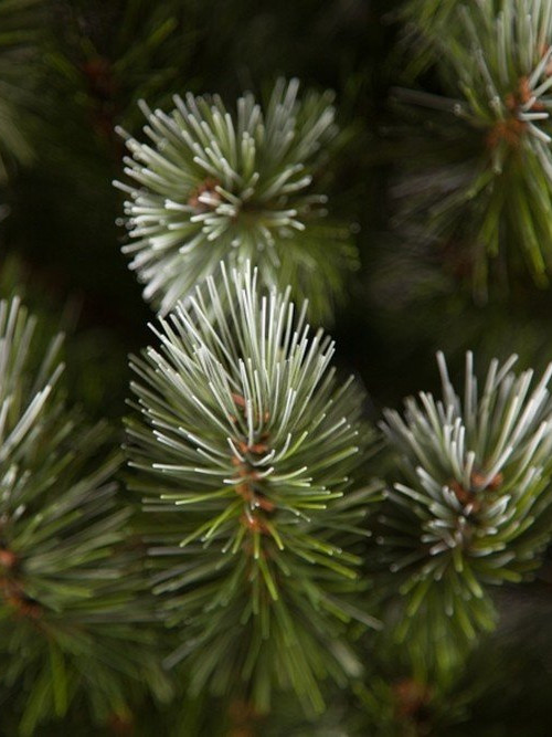 Ель Женева заснеженная 155 см., леска, Triumph Tree (73996)