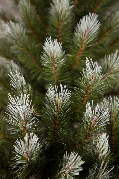 Ель Женева заснеженная 155 см., леска, Triumph Tree (73996)