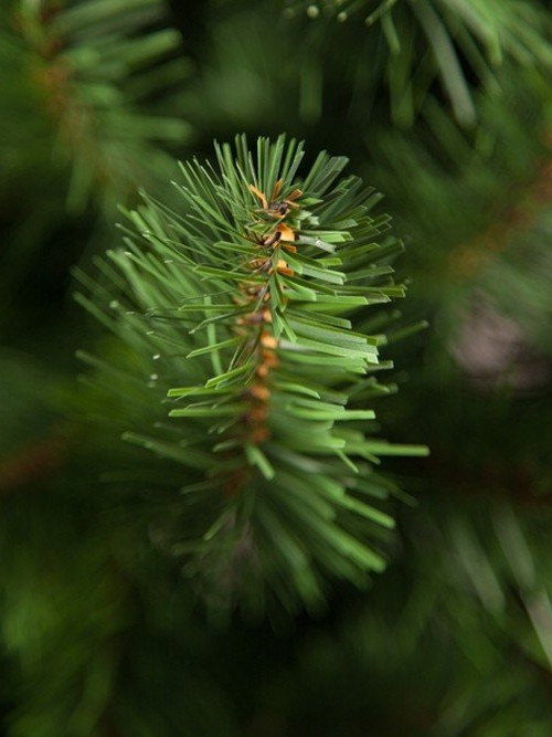 Елка Санкт-Петербург 155 см., мягкая хвоя, Triumph Tree (73579) в Санкт-Петербурге