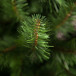 Елка Санкт-Петербург 155 см., мягкая хвоя, Triumph Tree (73579) в Санкт-Петербурге