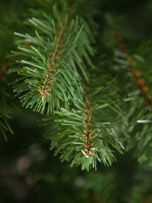 Елка Санкт-Петербург 185 см., мягкая хвоя, Triumph Tree (73580)