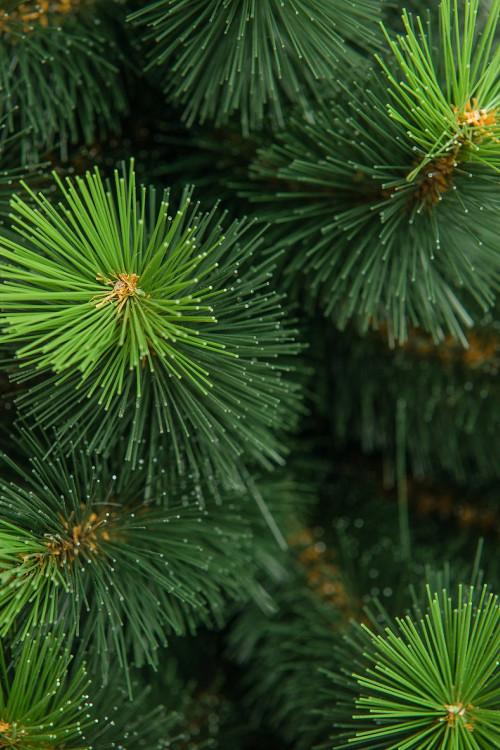 Искусственная сосна Муза 210 см., Леска + ПВХ, ЕлкиТорг (47210)