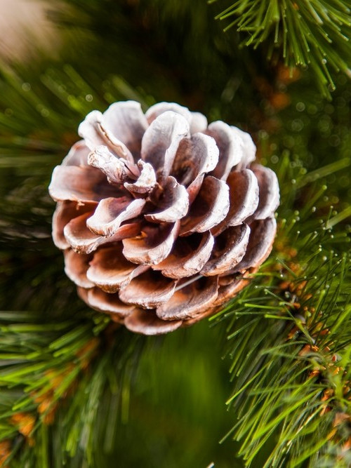 Сосна Женева заснеженная с шишками 155 см., леска+пвх, Triumph Tree (73116)