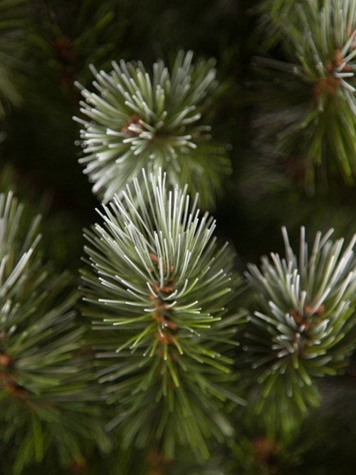 Сосна Женева заснеженная с шишками 155 см., леска+пвх, Triumph Tree (73116)