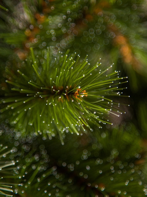 Настенная елка-перевертыш Лесная Красавица 60 см., леска, Triumph Tree (73108)