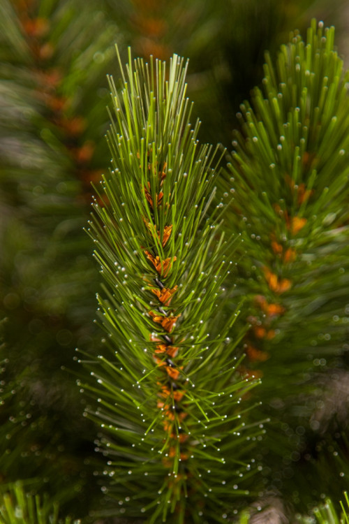 Настенная елка-перевертыш Лесная Красавица 60 см., леска, Triumph Tree (73108)