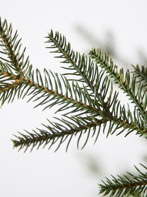 Ель Французская 260 см., литая хвоя+пвх, Black Box (74380)