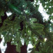Уличная светодинамическая елка Лесная зеленая 12 м., ствольная, Литая, Green Trees (GT12LESPELED) в Санкт-Петербурге