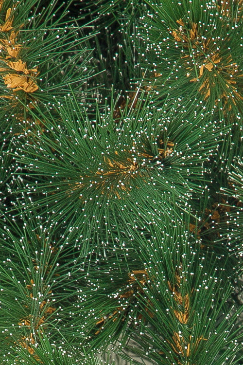 Искусственная сосна Полярная 210 см., Леска , ЕлкиТорг (48210)