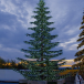Уличная светодинамическая елка Лесная зеленая 14 м., ствольная, Литая, Green Trees (GT14LESPELED) в Санкт-Петербурге