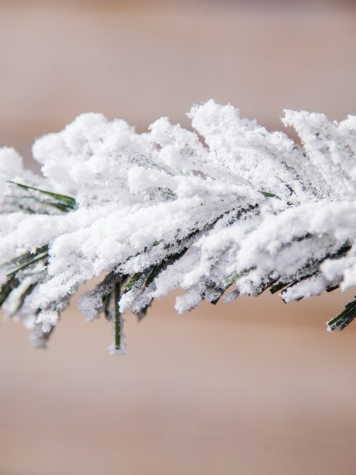 Ель Атлантида заснеженная 230 см., мягкая хвоя, Black Box (74344)