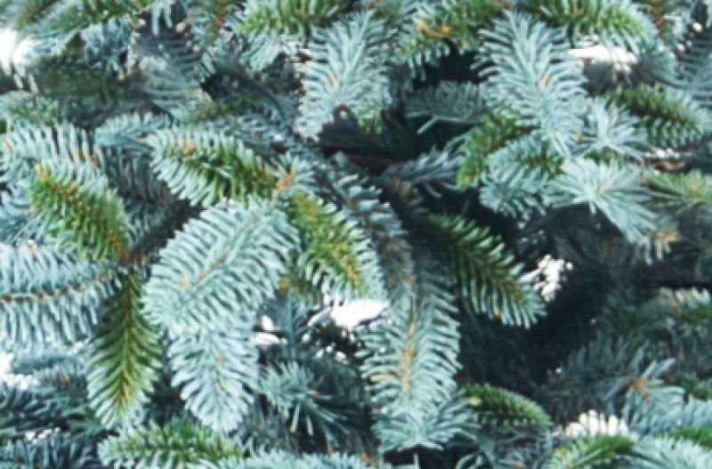 Искусственная ель Невада 220 см., ЛИТАЯ 100%, Max Christmas (ЕНЛ22)