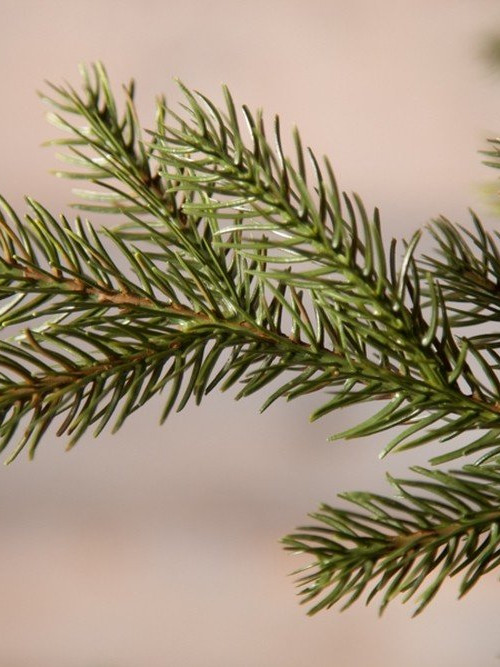 Искусственная ель Датская 215 см., литая хвоя+пвх, Black Box (74046)