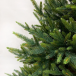 Искусственная ель Королевская стройная зеленая 185 см., 100% литая, TDL (70027)  в Санкт-Петербурге
