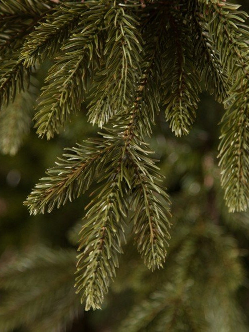 Искусственная ель Ирландская 425 см., литая хвоя+пвх, Black Box (74393) в Санкт-Петербурге